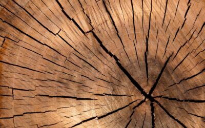 Engineered Timber Products are increasingly being specified – here’s why.